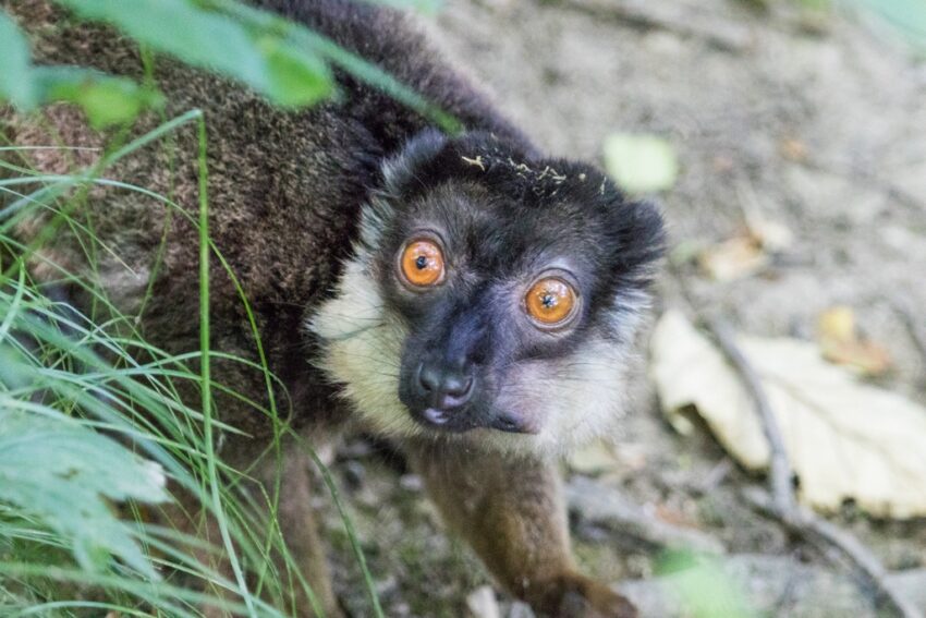 Lemur sedohlavy foto P.Vlcek e1605198138974