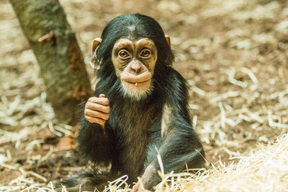 Mlade simpanze hornoguinejskeho foto M.Vlckova e1611847067220
