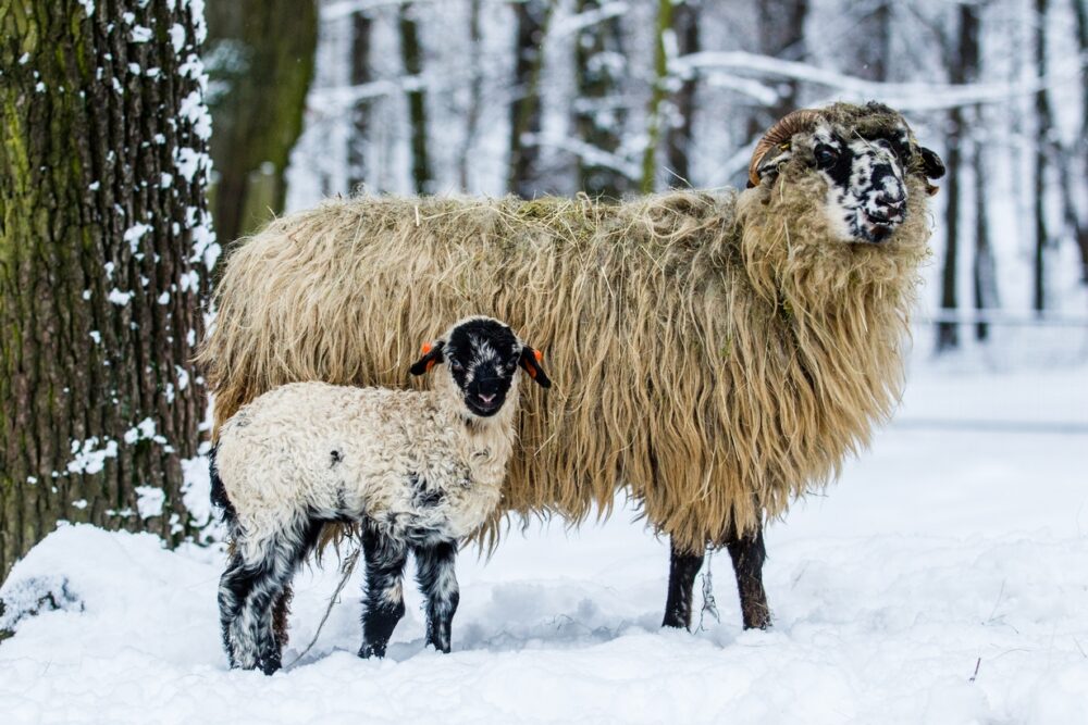 Ovce domaci valaska foto M.Vlckova e1610811619518