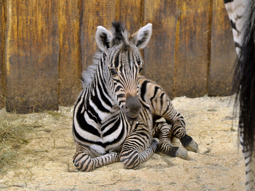 zebra Chapmanova mlade1 e1610044063301