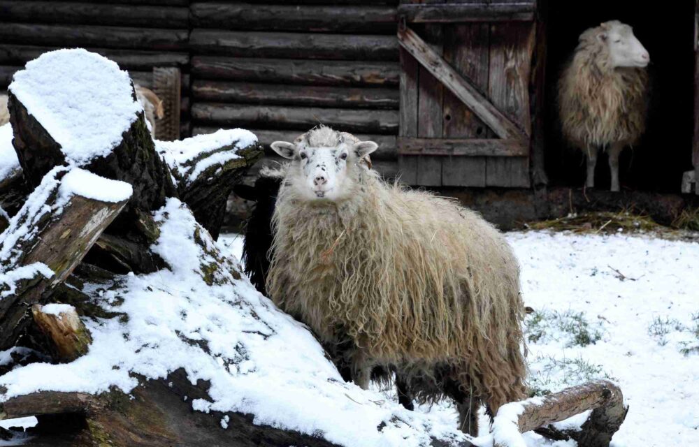 hodonin zoo zima ovce petrica 2500x1600 c default e1612338365407
