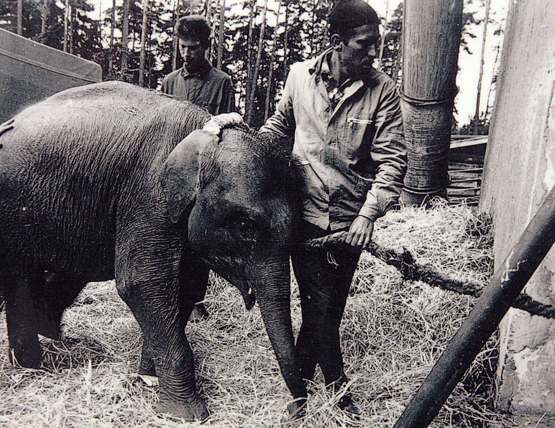 1967 Prvni krucky po liberecke zoo