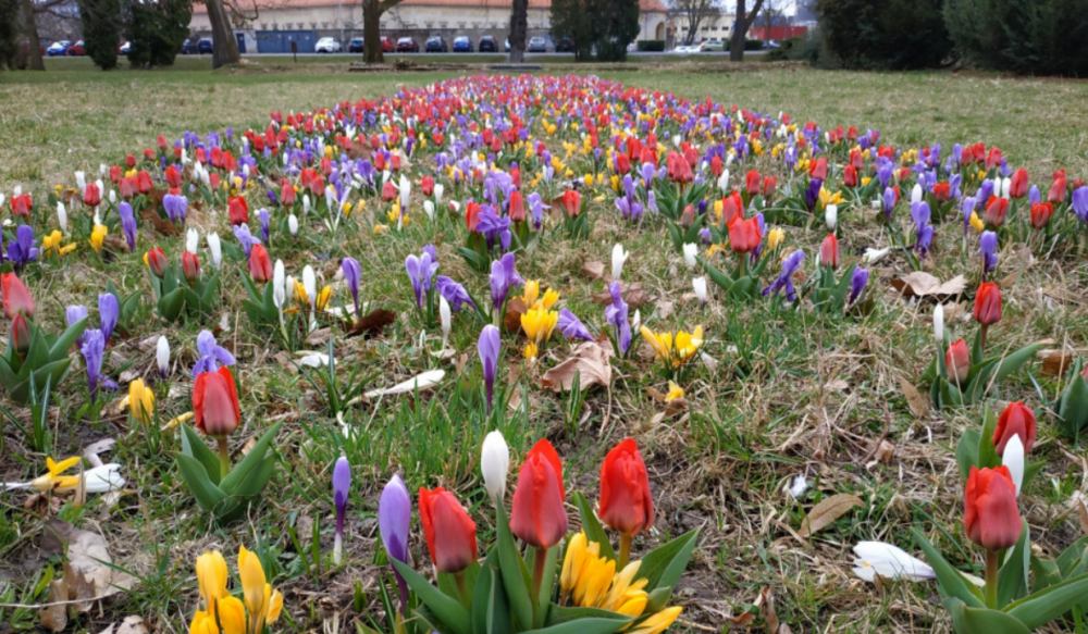 Krokusy a tulipany vitaji jaro v Olomouci 1 e1618302371885