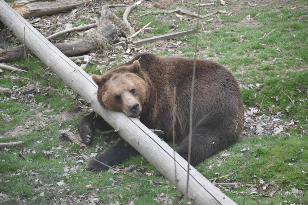 Medvědi hnědí v táborské zoo zimní spánek neznají, přesto odpočívají rádi 1 medved hnedy pohoda zootabor 9 scaled e1618989649428
