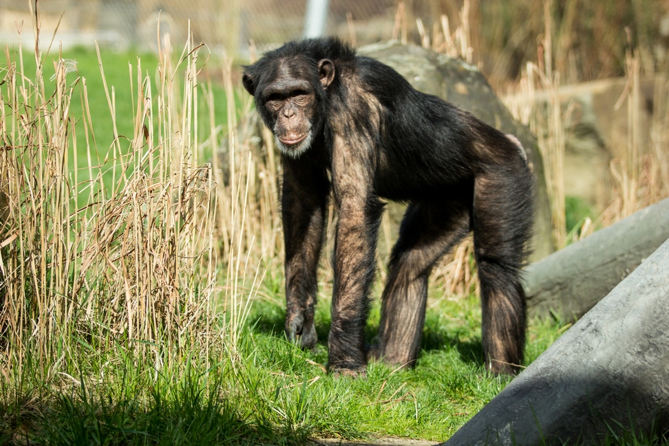 Simpanz hornoguinejsky foto P.Vlcek 5