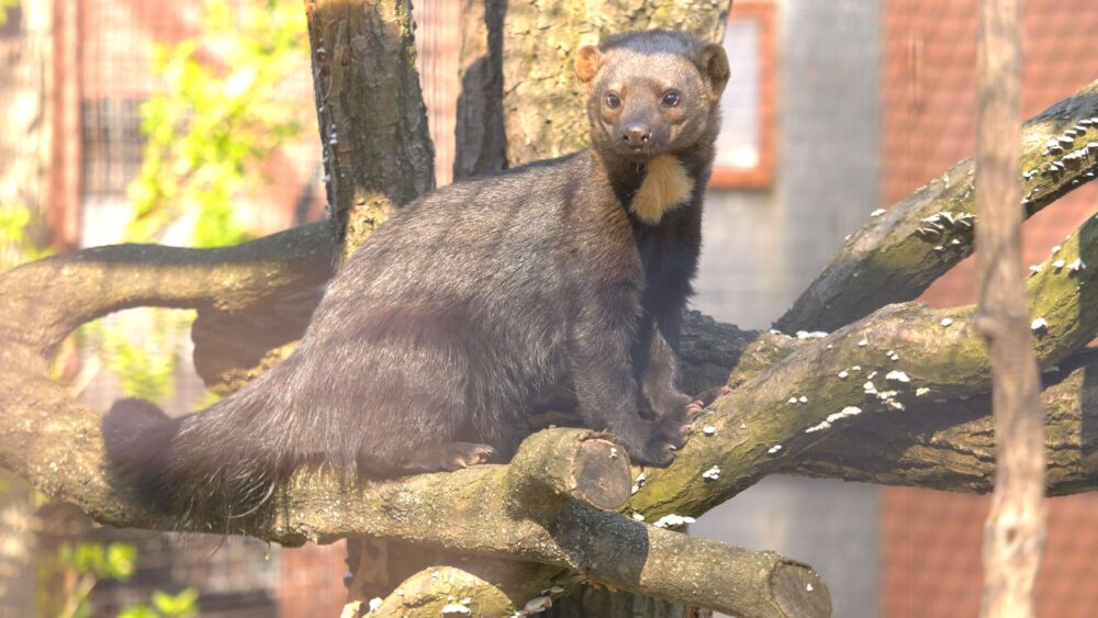 Nový druh v Zoo Ostrava: tayra 1 Tayra foto E.Gombala scaled e1619854274905