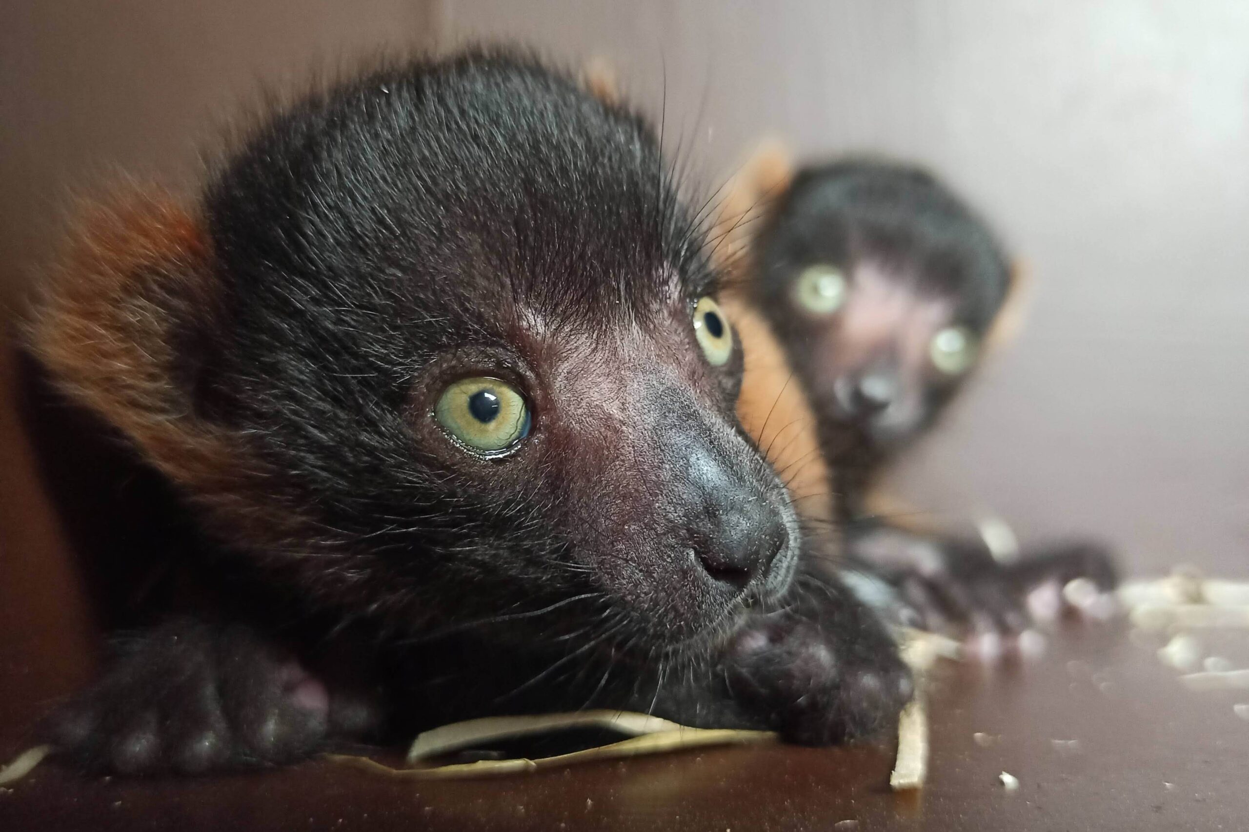 lemur cerveny vari mlade 2021 scaled