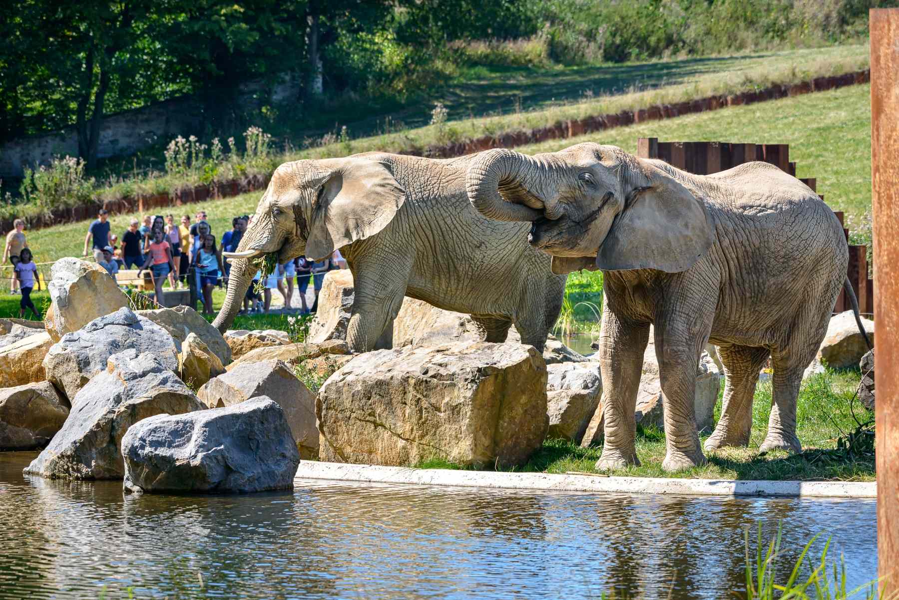 Zoo Zlín se v roce 2020 stala pátým nejnavštěvovanějším turistickým místem České republiky 1 vybeh slonu Karibuni1