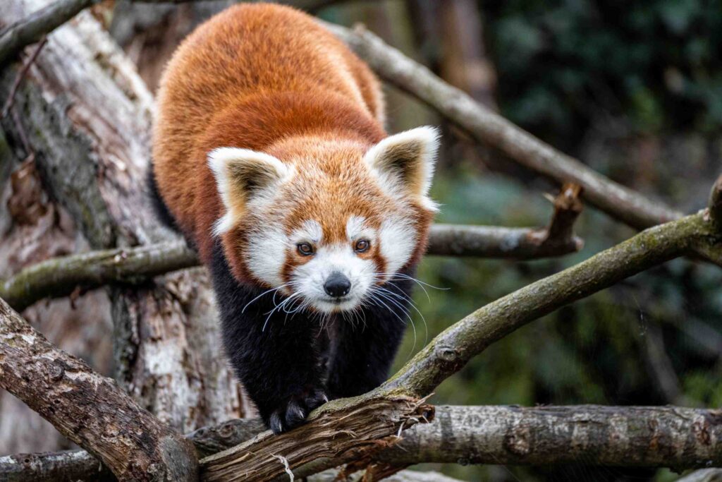 Zoo Praha: Narodila se mláďata pandy červené