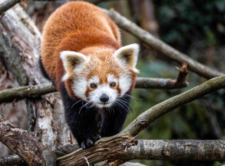 Zoo Praha: Narodila se mláďata pandy červené