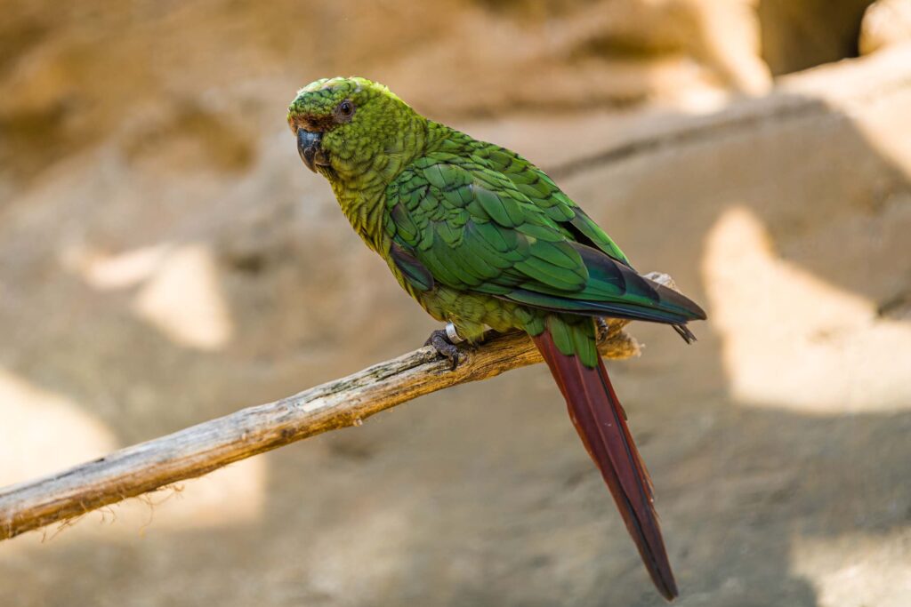 Smaragdovy papousek nove v Zoo Praha 1