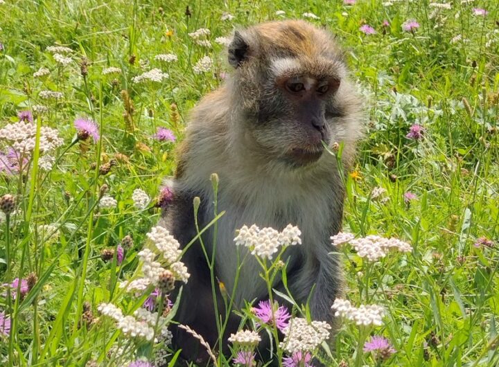 makak kvety zootabor 2