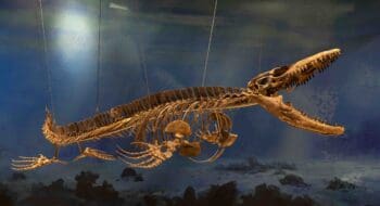 Dinosauria Museum Prague