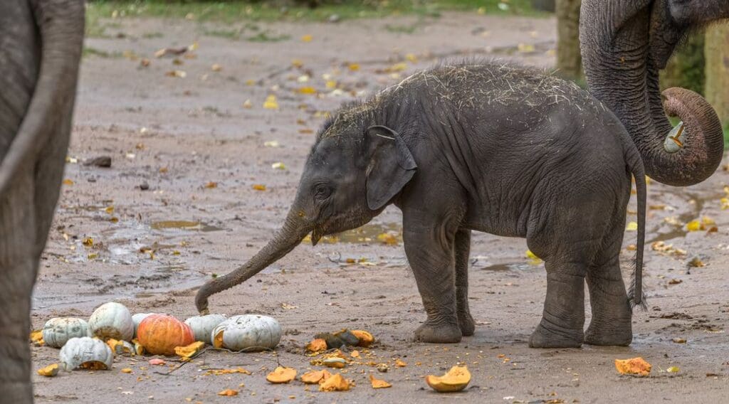 Zoo Praha