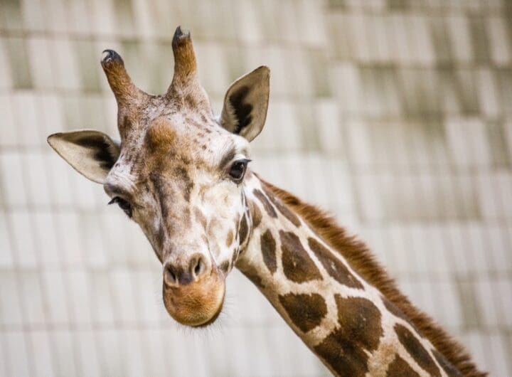 samec žirafy Rothschildovy