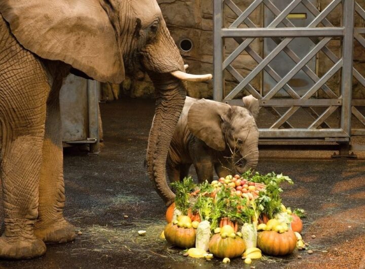 Sameček slona afrického má 6 měsíců, Zoo Zlín při oslavě prozradila i jeho jméno