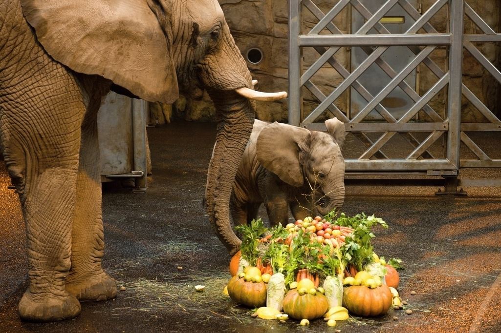 Sameček slona afrického má 6 měsíců, Zoo Zlín při oslavě prozradila i jeho jméno