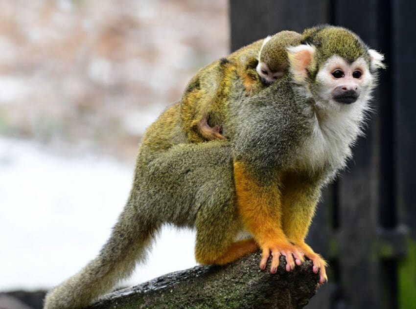 Zoo Olomouc - první mládě roku 2022