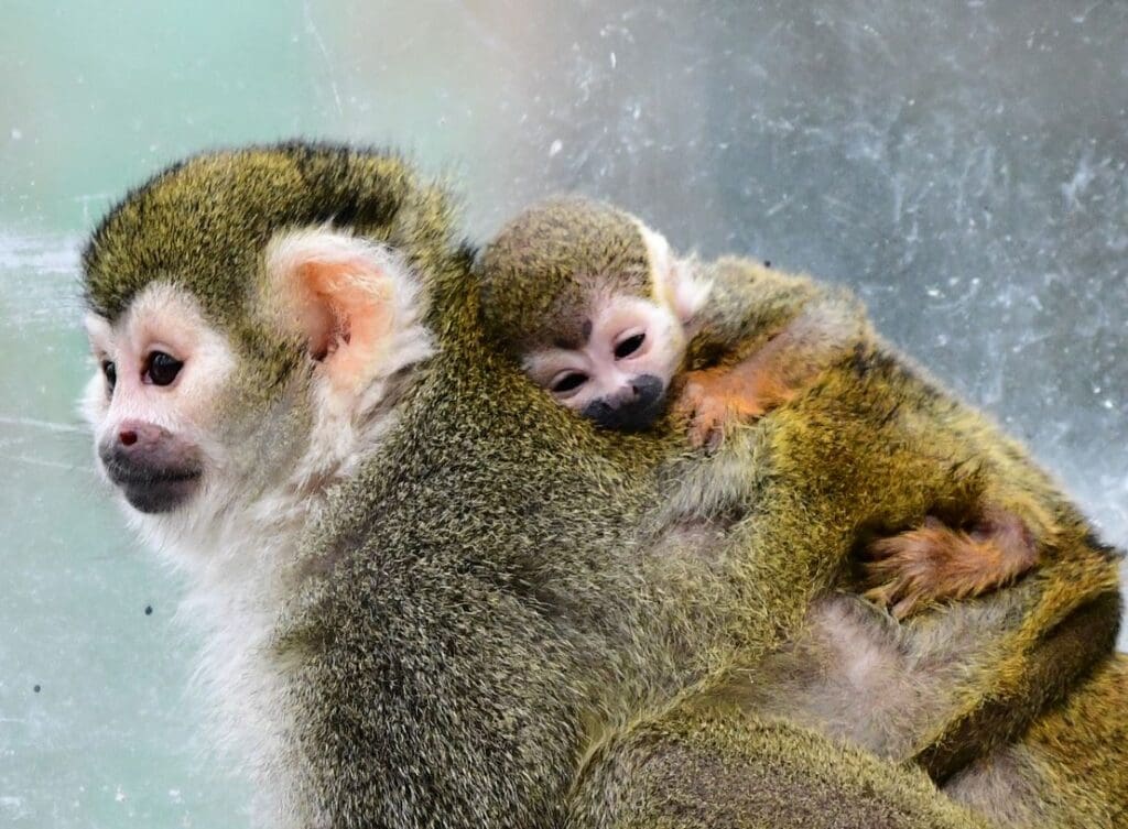 Zoo Olomouc - první mládě roku 2022