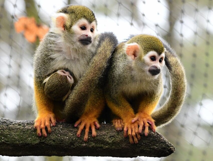 Zoo Olomouc - první mládě roku 2022