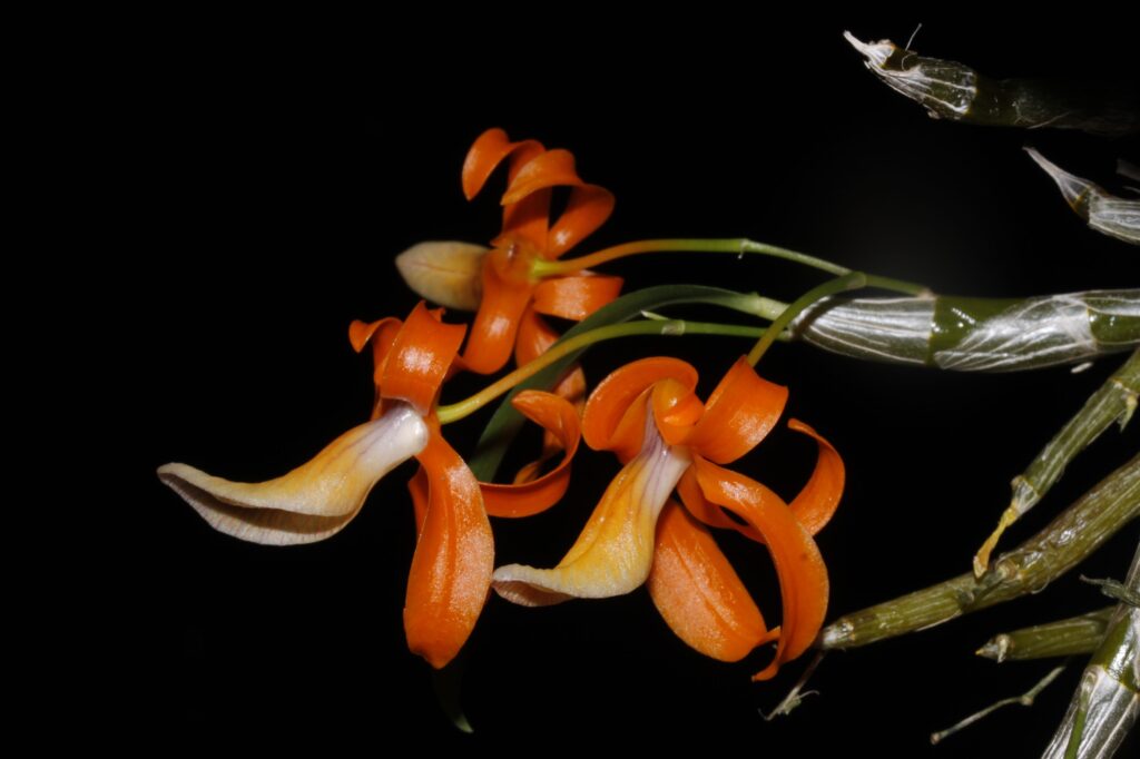 Ve skleníku Fata Morgana se v březnu představí celý svět orchidejí