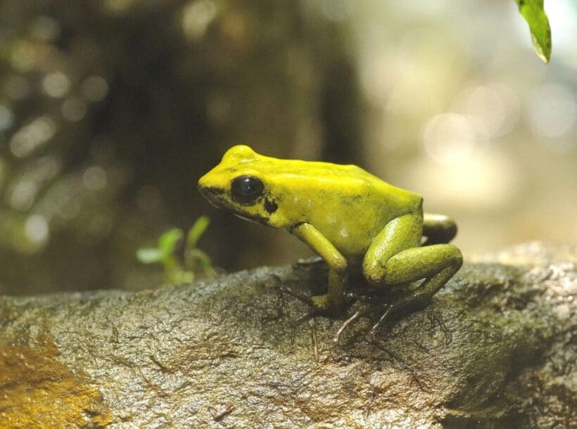 Pralesnička azurová