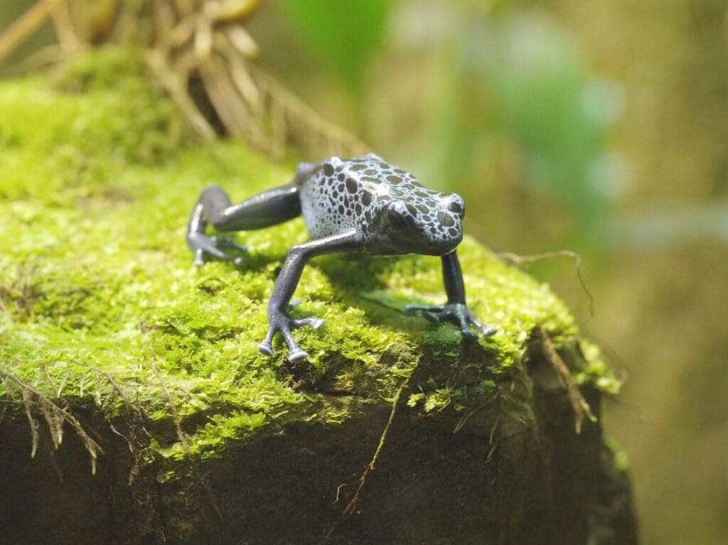 Pralesnička azurová