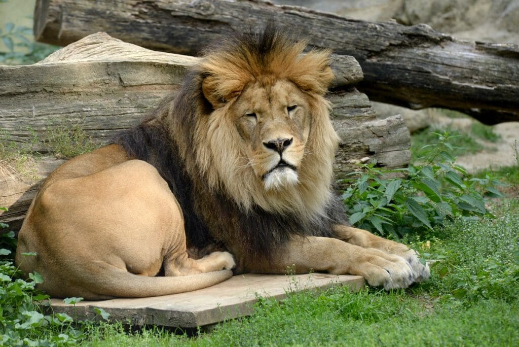 V Zoo Olomouc uhynul Šimon