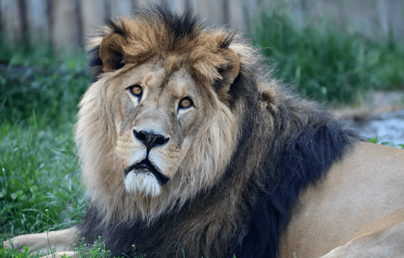 V Zoo Olomouc uhynul Šimon