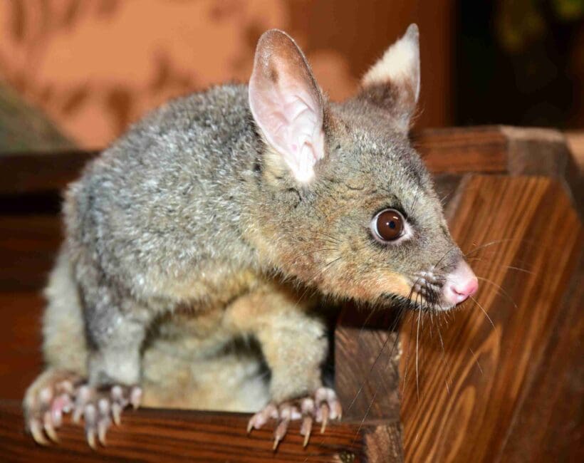 Pevnost poznání a kusu liščí v Zoo