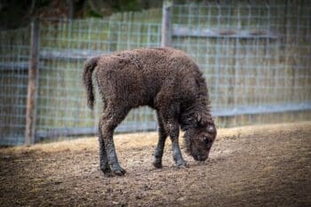 zubřice z táborské zoo se bude Tamara