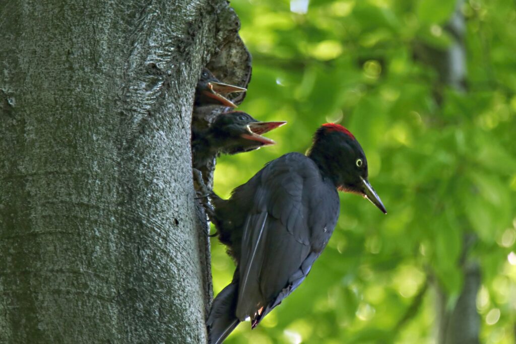 Zoo Ostrava: Biodiverzita v zoo - datli černí 1 Zoo Ostrava