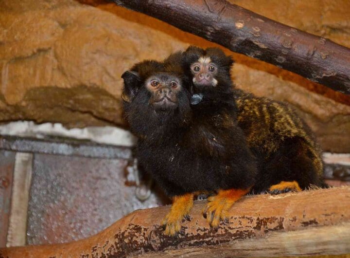 O mládě žlutorukého tamarína se stará samec