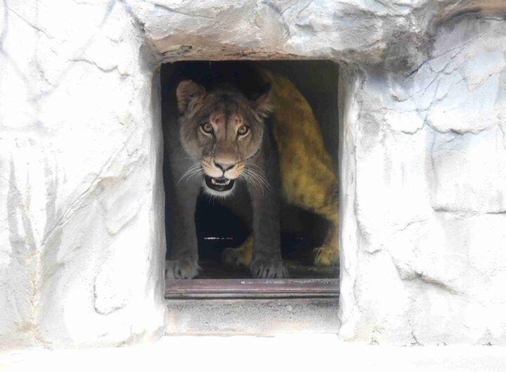 Do Zoo Olomouc přicestovala lvice