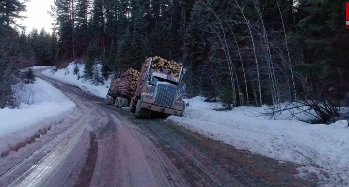 Jak se v Kanadě těží dřevo