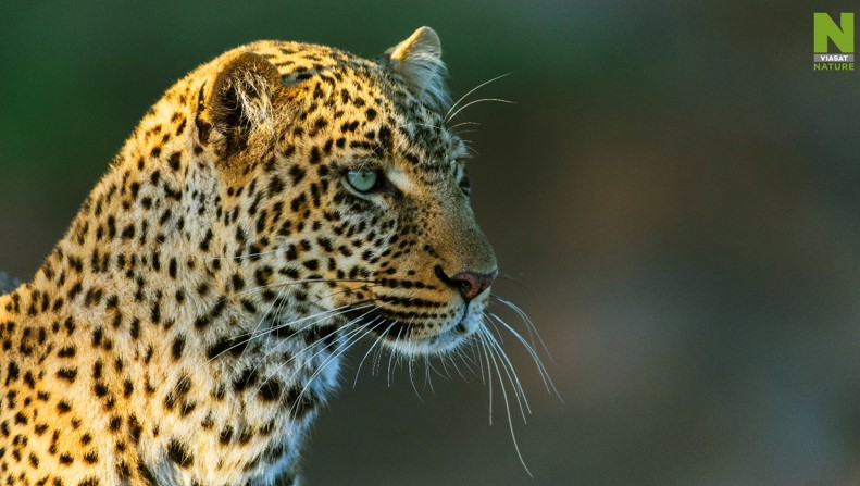Přízrakem lesů Serengeti je královská leopardice