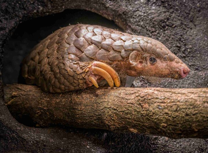 Zoo Praha představila veřejnosti luskouny