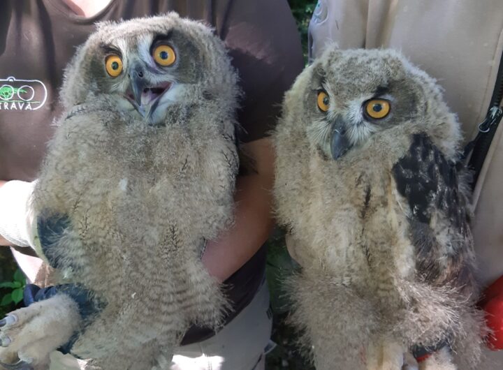 Zoo Ostrava: Mláďata největší evropské sovy