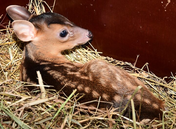 Zoo Olomouc - štěkající jelen