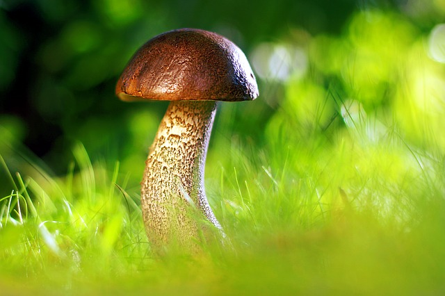 Co bychom měli vědět o houbách
