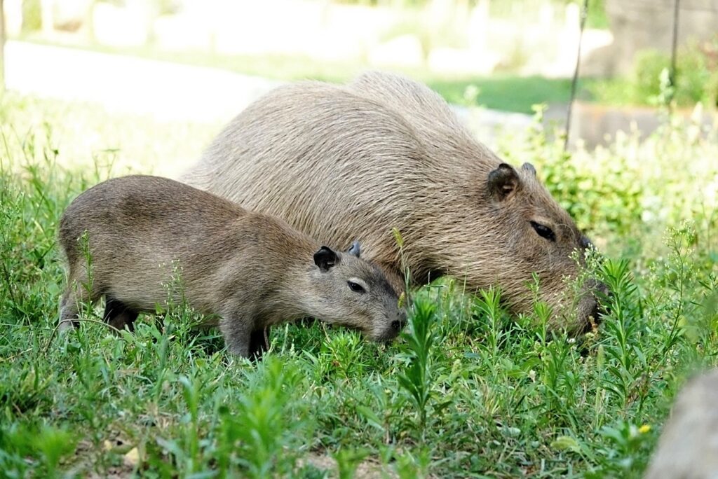 kapybara II