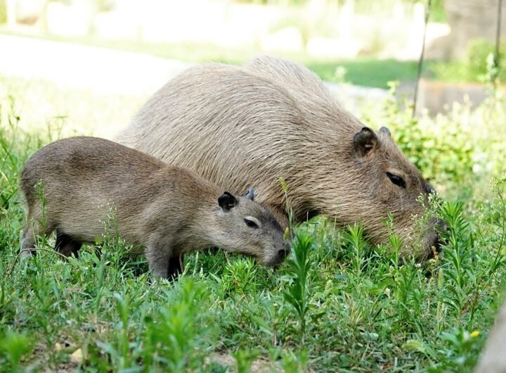 kapybara II