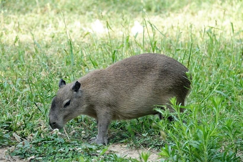kapybara III