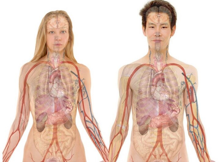 ledviny ilustrační foto