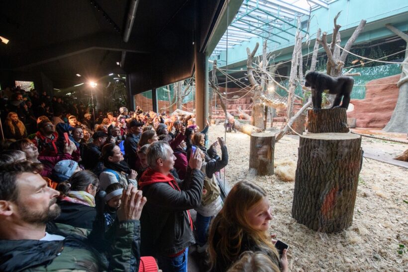 pavilon goril – Rezervaci Dja