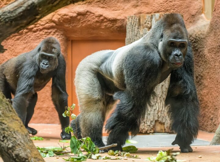pavilon goril – Rezervaci Dja