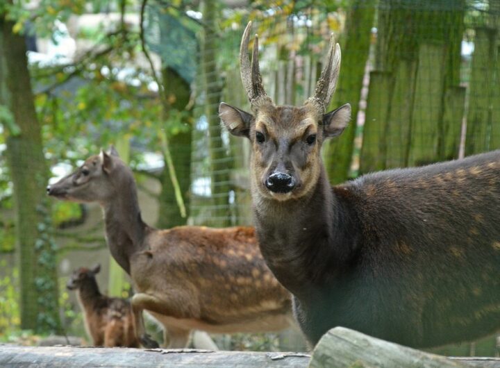 Děčínská zoo