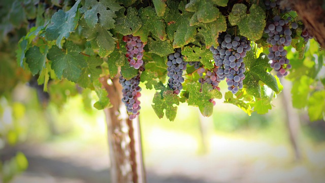 Enoturistika je trendem letošního podzimu Kiwi.com představuje top 5 destinací ideální pro podzimní toulky vinicemi 1 vinice ilustracni foto
