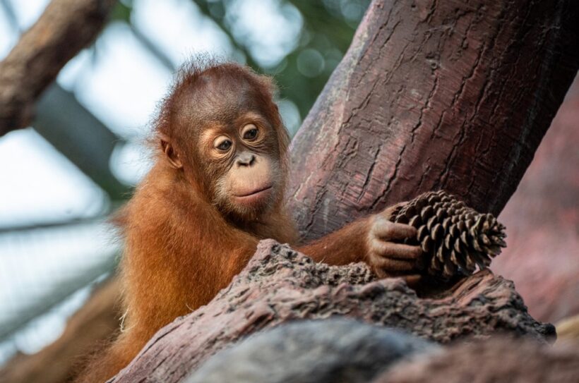 Orangutan Kawi 3