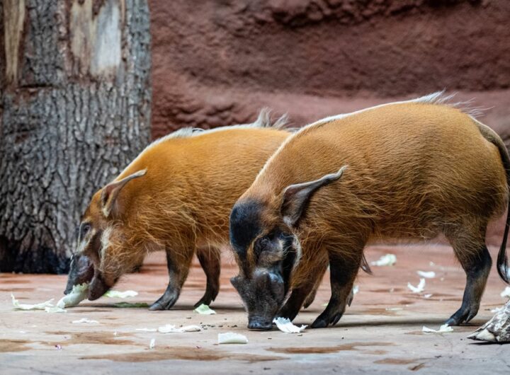 Zoo Praha
